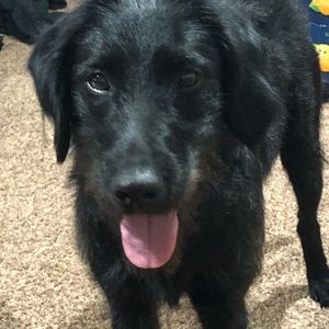 Meet your Posher, Collin